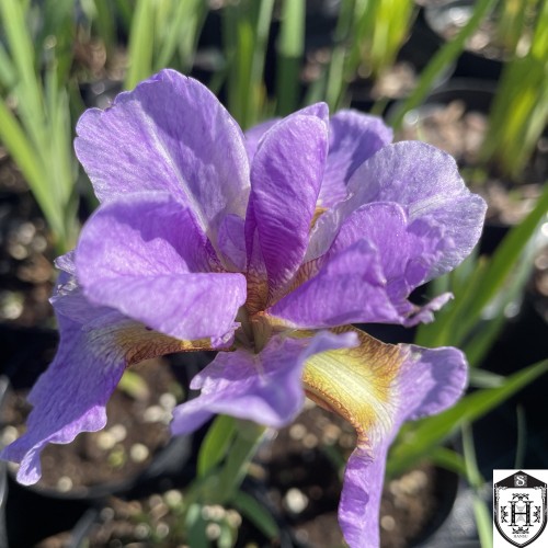 Iris sibirica 'Kita-No-Seiza' - Siberi iiris 'Kita-No-Seiza' 